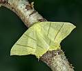 Swallow-Tailed Moth_David Schenck